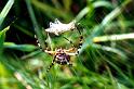 Argiope_bruennichi_P1506_Z_78_Les Gris_Frankrijk